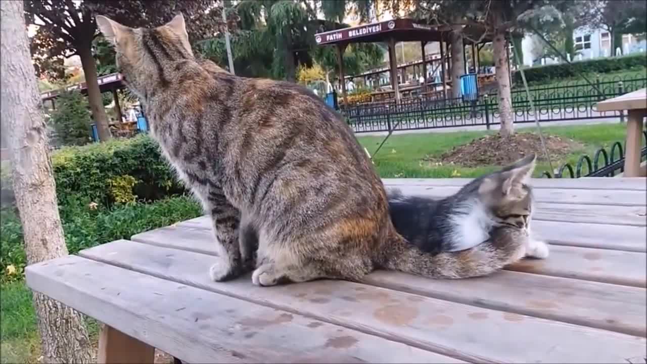 Mama Cat's Reaction to her kitten, When Kitten biting her tail