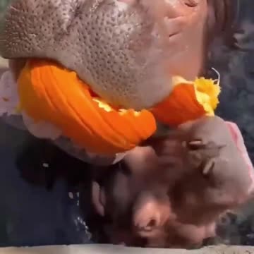 Hungry Hippos stun zoo visitors by crushing pumpkins whole
