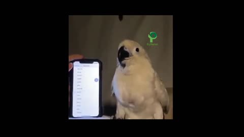 Parrot Videos Amazing funny naughty and entertaining