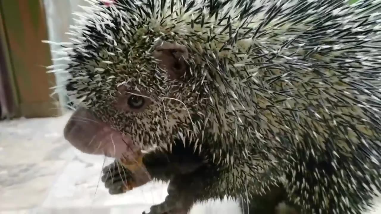 Is This the Cutest Animal Noise?