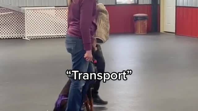 DOBERMAN TRAINING #part 09