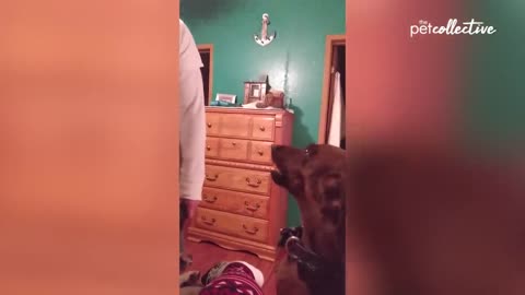 Funny dog video