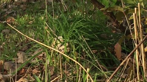 Mountain lion, sumpter michigan