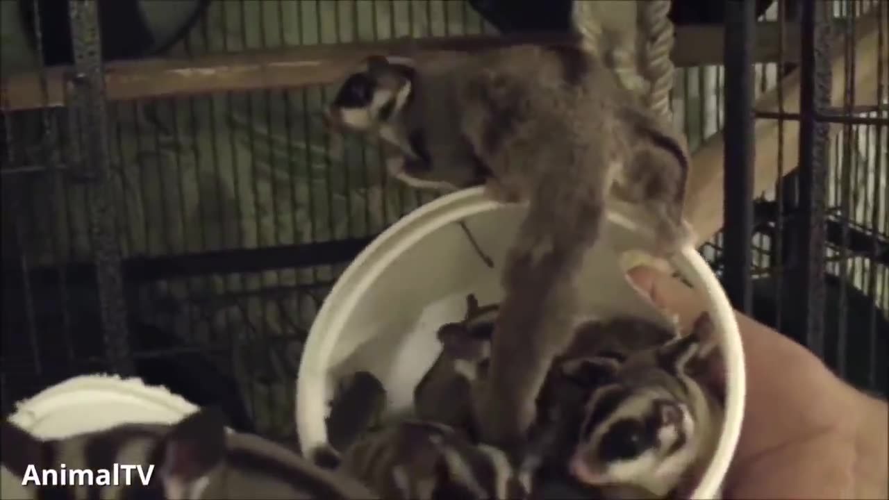 SUGAR GLIDERS Flying - Funny & Cute Compilation