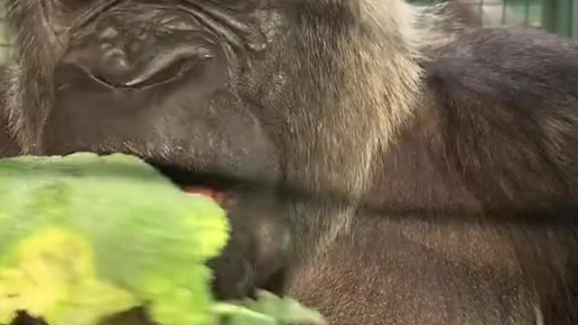 Gorillas Eat