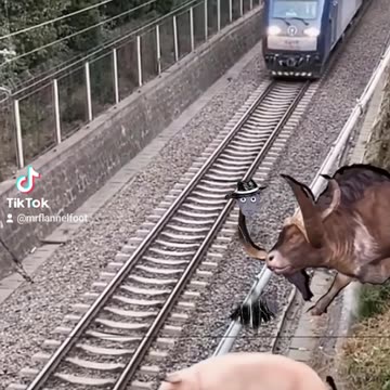 Mr FlannelFoot loves his friends