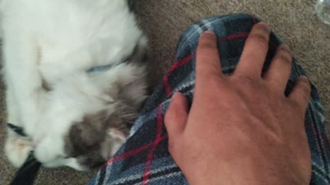 Fluffy cat