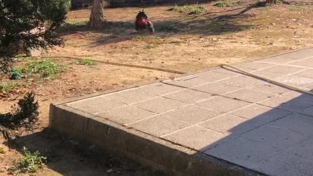 Rooster Rushes to Greet Mom