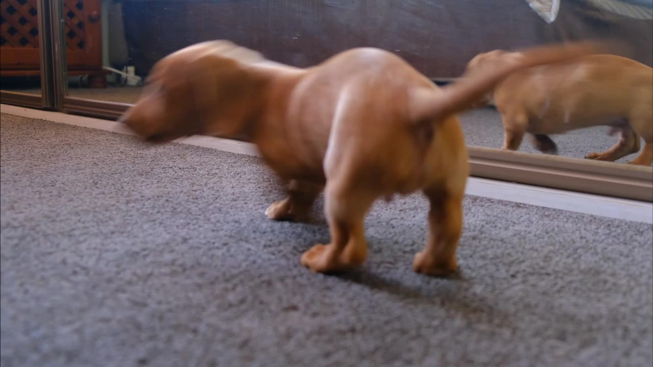 Funny Animals