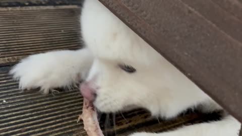 13 year old dog chewing bones