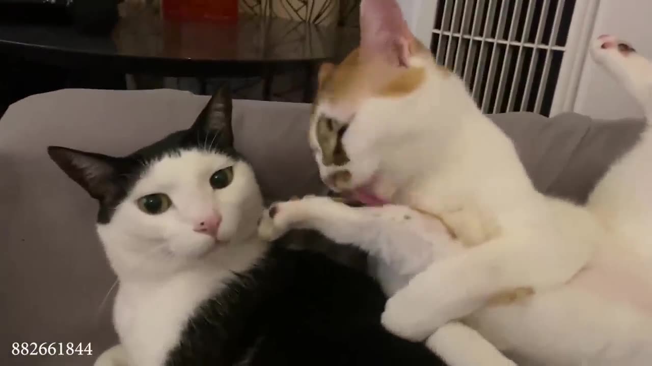 Funny cat video