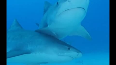 Tiger Shark buddies