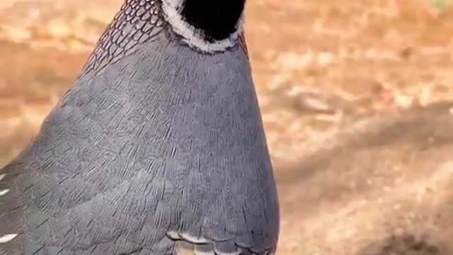 What a cool haircut