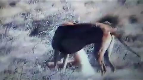 galgos vs south america