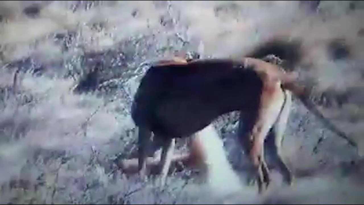 galgos vs south america