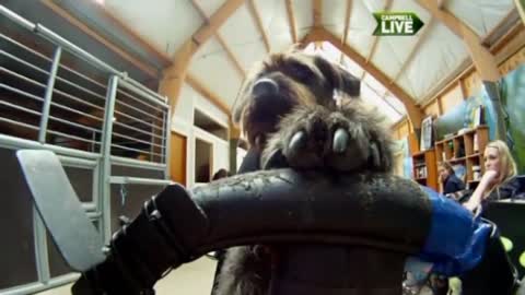 Dogs learn to drive a car in New Zealand