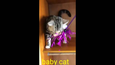 SMART🐈 CAT VIDEO 🐈SMART 🐈CAT VIDEO