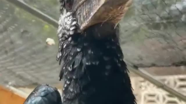 This bird's jaw and head are even bigger #shorts #viral #shortsvideo #video