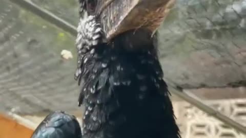 This bird's jaw and head are even bigger #shorts #viral #shortsvideo #video