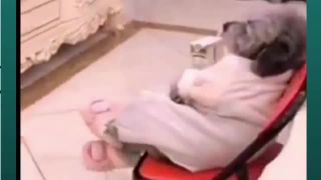 A canine getting a charge out of like a man sitting in front of the TV and eating juice, funny video