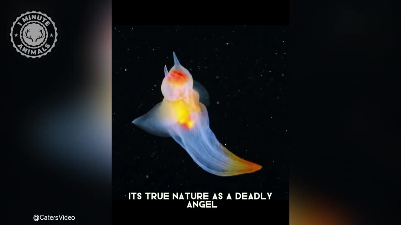 Sea Angel - In 1 Minute! 😈 Cute Creature, Dark Intentions! | 1 Minute Animals