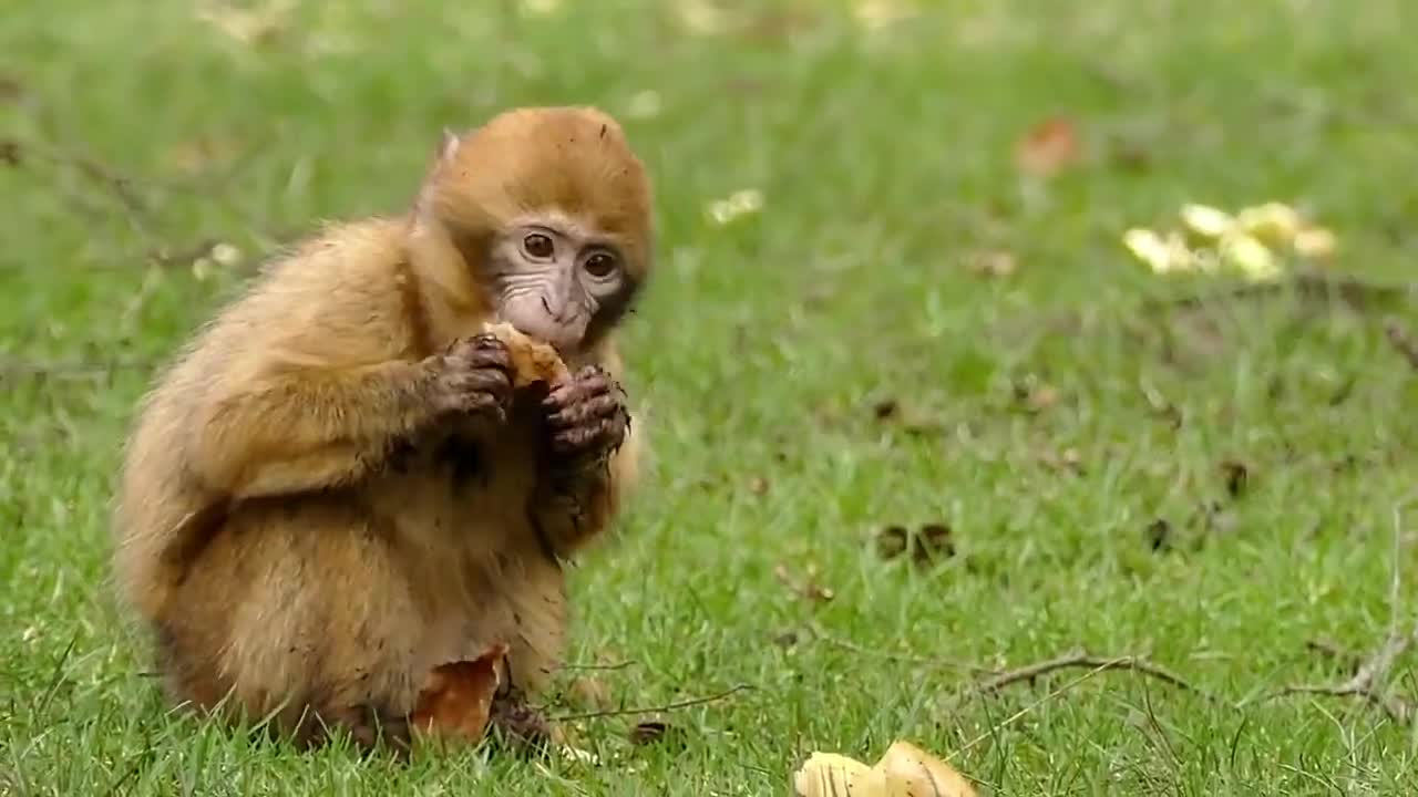 FUNNY ANIMALS VIDEO COMPILATION 2021 # 11