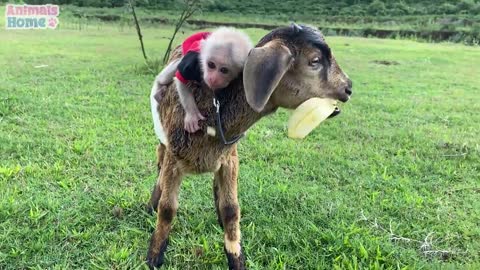 Unique way to train baby monkey and goat