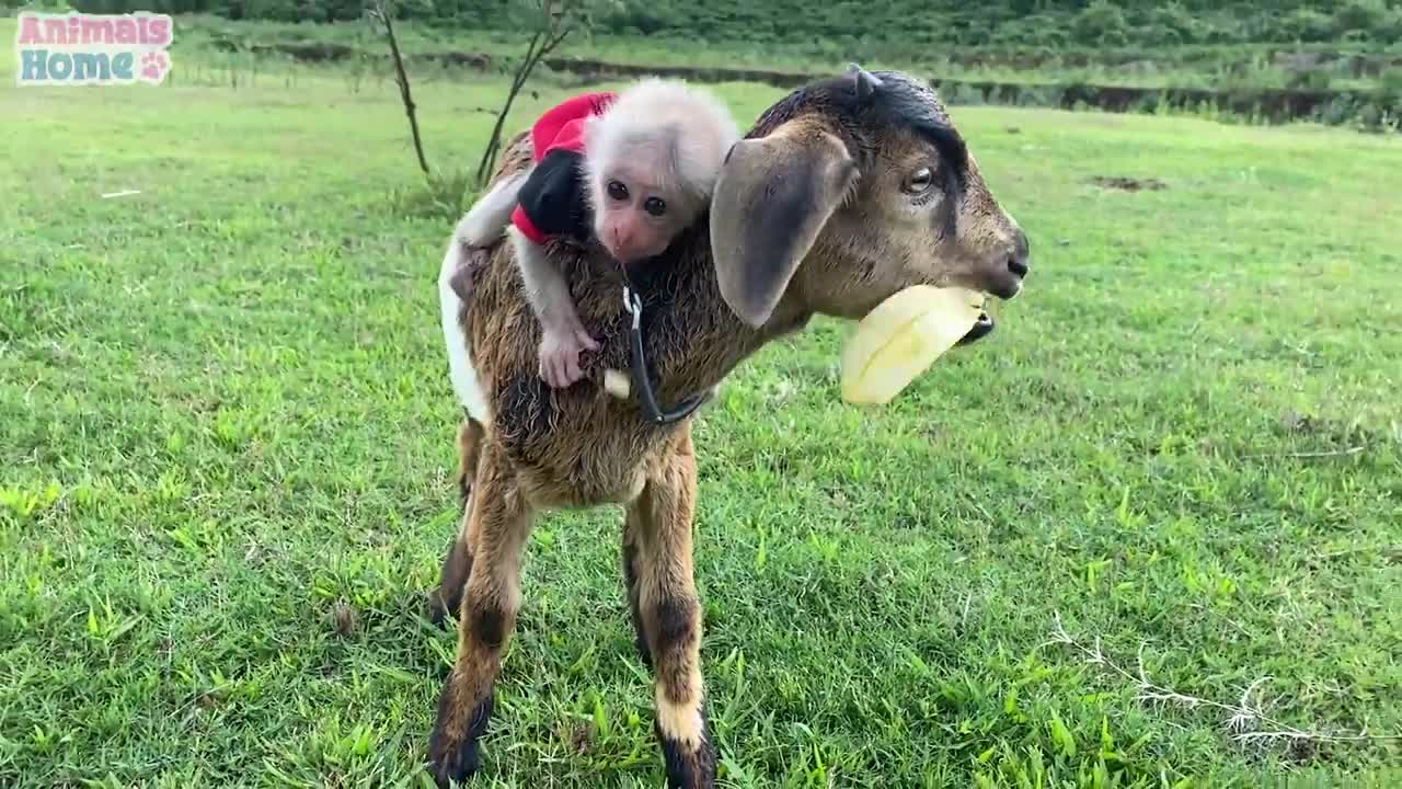Unique way to train baby monkey and goat
