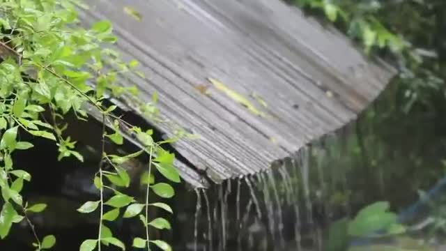 Rain Sounds for Sleep, Relax & Release Depression with Soothing Sound of Rain & Enchanting Birds