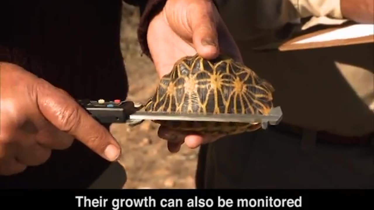 Nice videos of tortoise