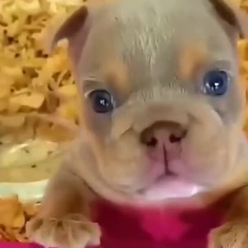 cute puppy