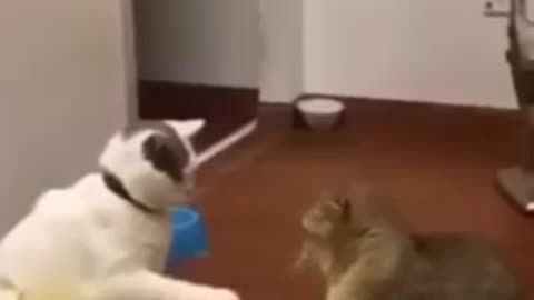 Funniest Cats Dont try to hold back Laughter Funny Cats Life