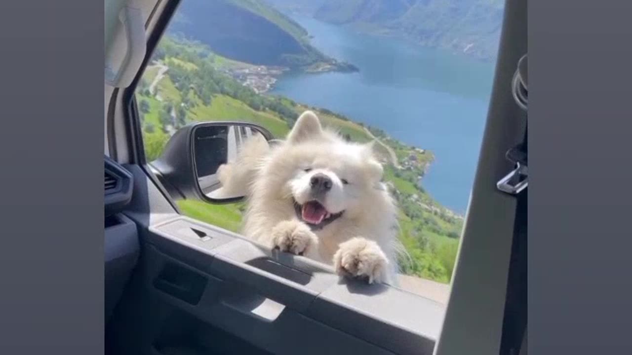 Cute animals