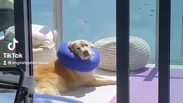 Bliss