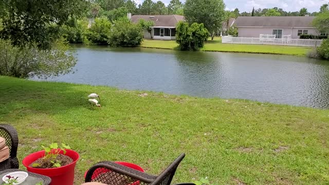 Egrets come to visit @ the big Oak Tree.