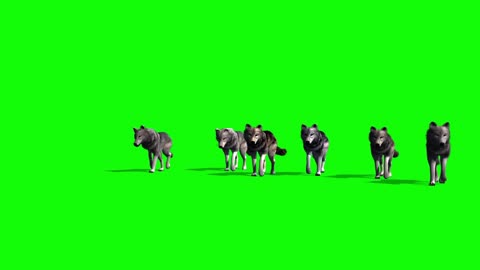 a group of wolves is synthetic when walking