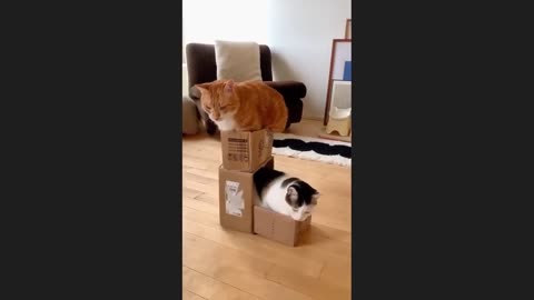 Cat's video