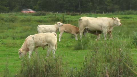 Cow Calf Cattle Animal Mammal Suckling Mother Cow