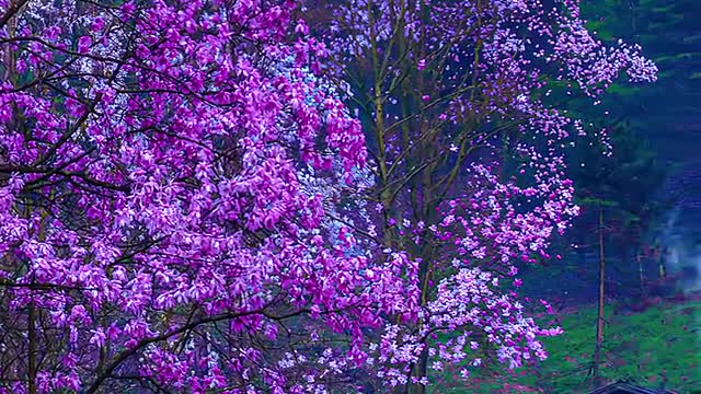 Many beautiful things are only suitable for one person to enjoy