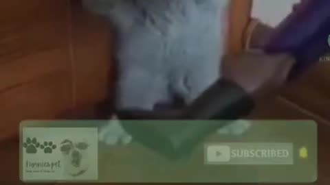 Funny Cat 😂😂😺 videos
