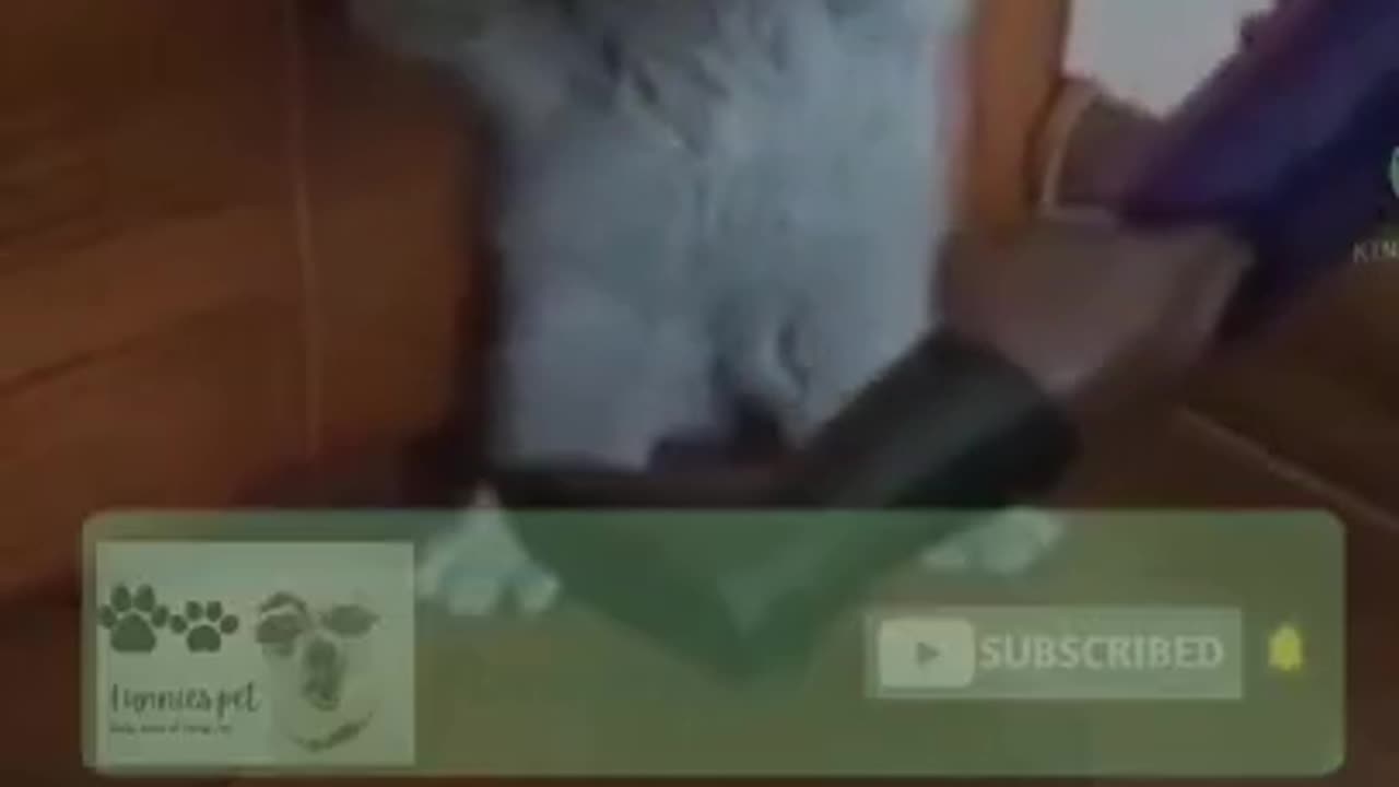 Funny Cat 😂😂😺 videos