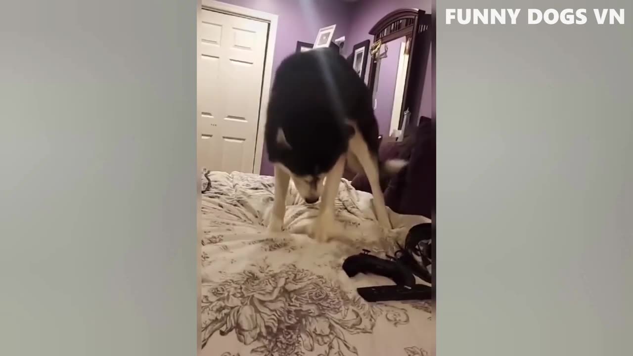 Dogs Funny Compilation