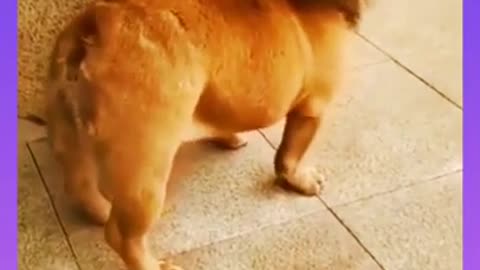 funny cute dog