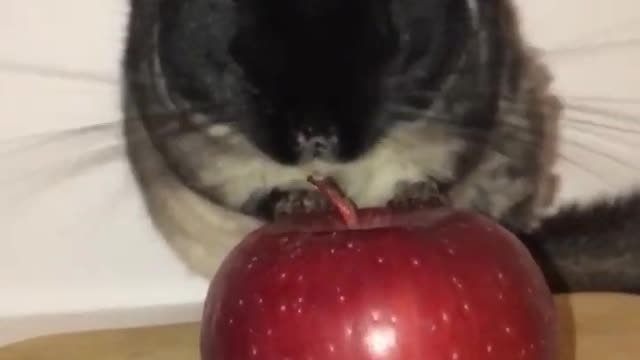 How chinchilla eat apple 🍎 🤯🤣#chinchillahome #chinchilla #funny #cute #shorts #pets