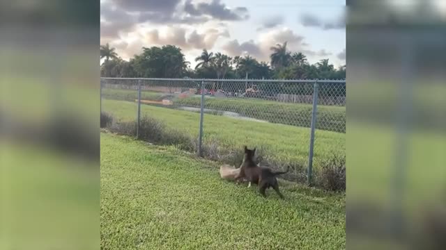 Vídeo de Animais Engraçados - Melhores Vídeos de Gatos😹 e Cachorros🐶 do Mês de 2022! #4