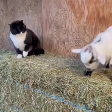 best funny animal videos 2022 funniest cats and dogs videos