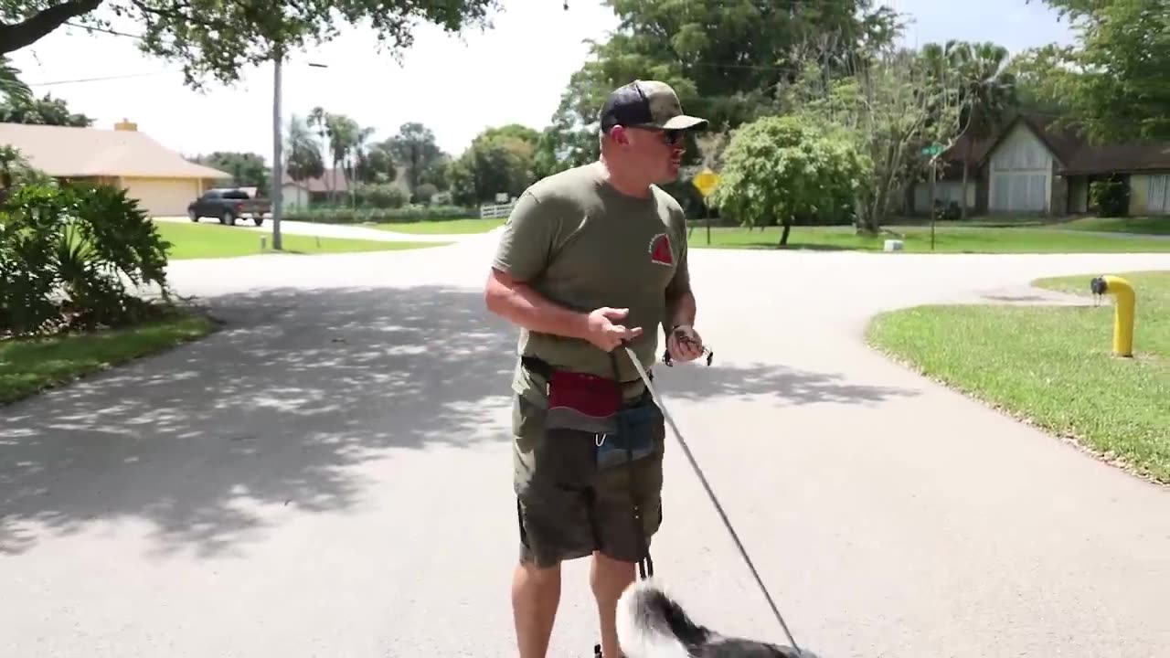 STOP leash pulling with ANY BREED right NOW SO EASY