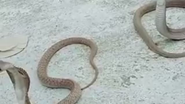 A Little Fight Between Two Snakes