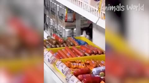 Funny Dogs And Cats Videos 2023 😅👌 - Best Animal Videos Of The Month 😁 #2