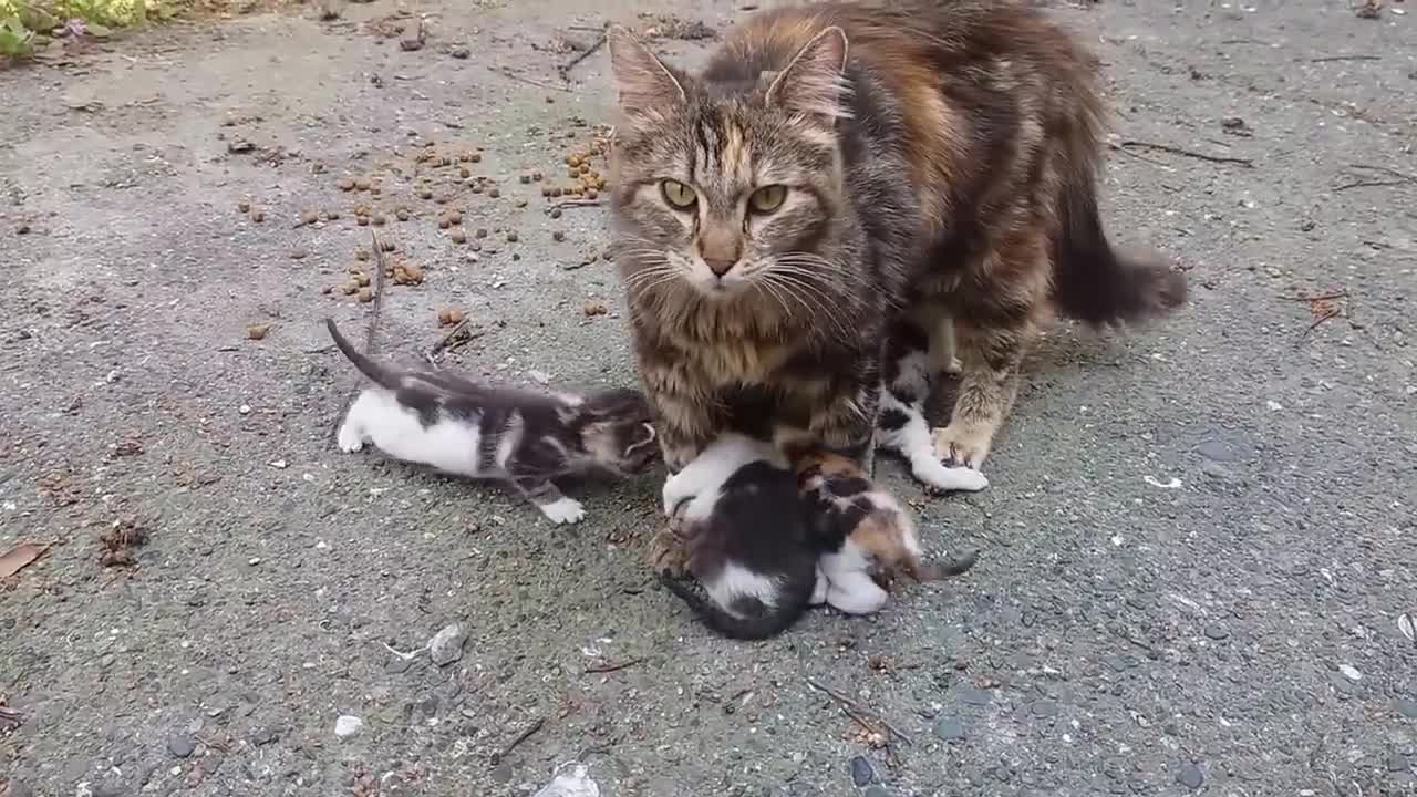 Baby kittens meowing very loudly for mom cat